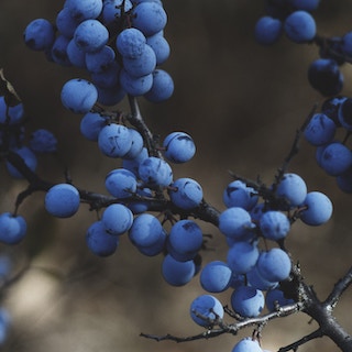 Forest Produce